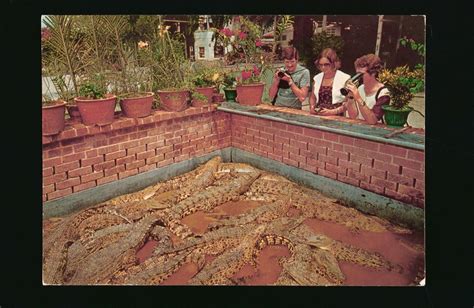 upper serangoon road crocodile farm.